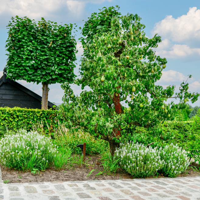 Oude fruitboom in border